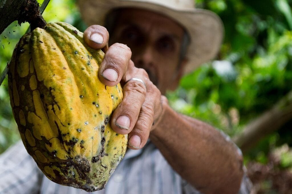 Mendorong Pertanian Ramah Lingkungan melalui Inisiatif Agroforestry - Wordsmith Group