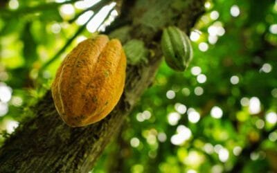3 Inisiatif Kunci Praktik Bisnis Berkelanjutan oleh Mondelez Indonesia