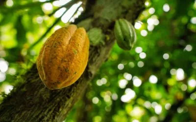 3 Inisiatif Kunci Praktik Bisnis Berkelanjutan oleh Mondelez Indonesia